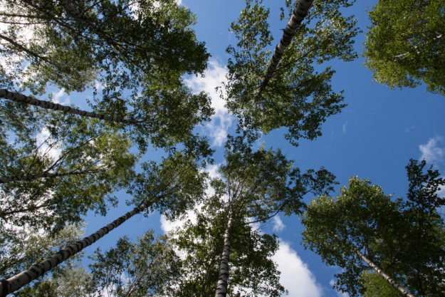 Kesäinen kuva puiden latvoista ja taivaasta.